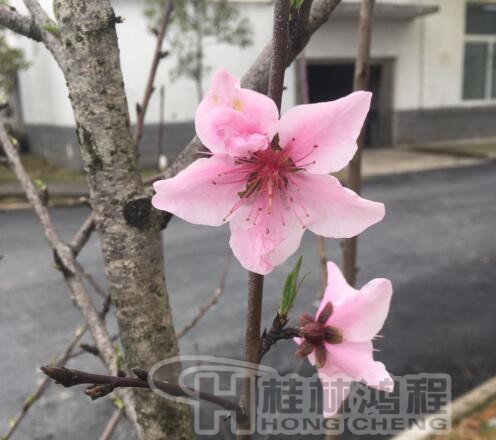 桂林鸿程磨粉机厂 桃花朵朵