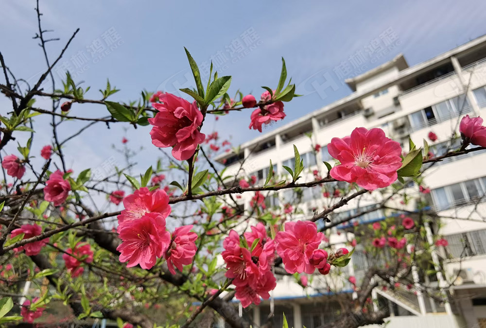 桂林鸿程花团锦簇，满园春色，邀您一起共赏春景，共商大计！
